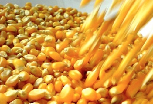 Buscan vender más maíz a México y abrir nuevos mercados